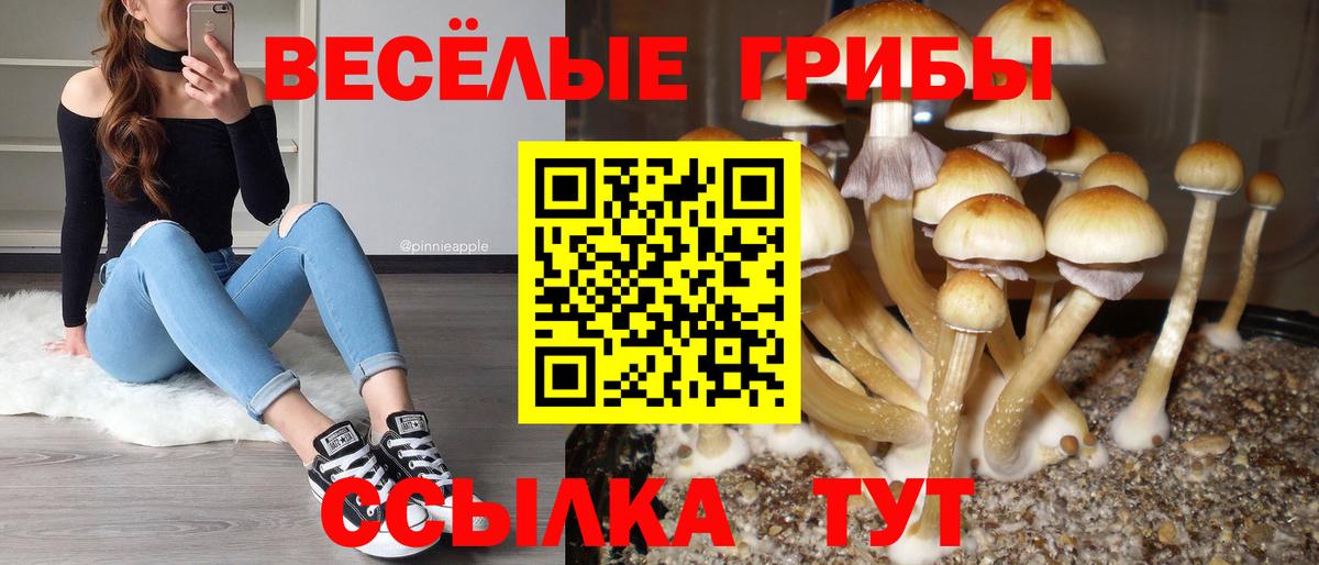 Псилоцибиновые грибы Cubensis Шахты